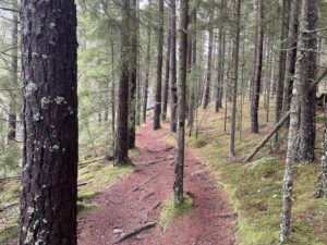 Vacker stig Store mosse nationalpark