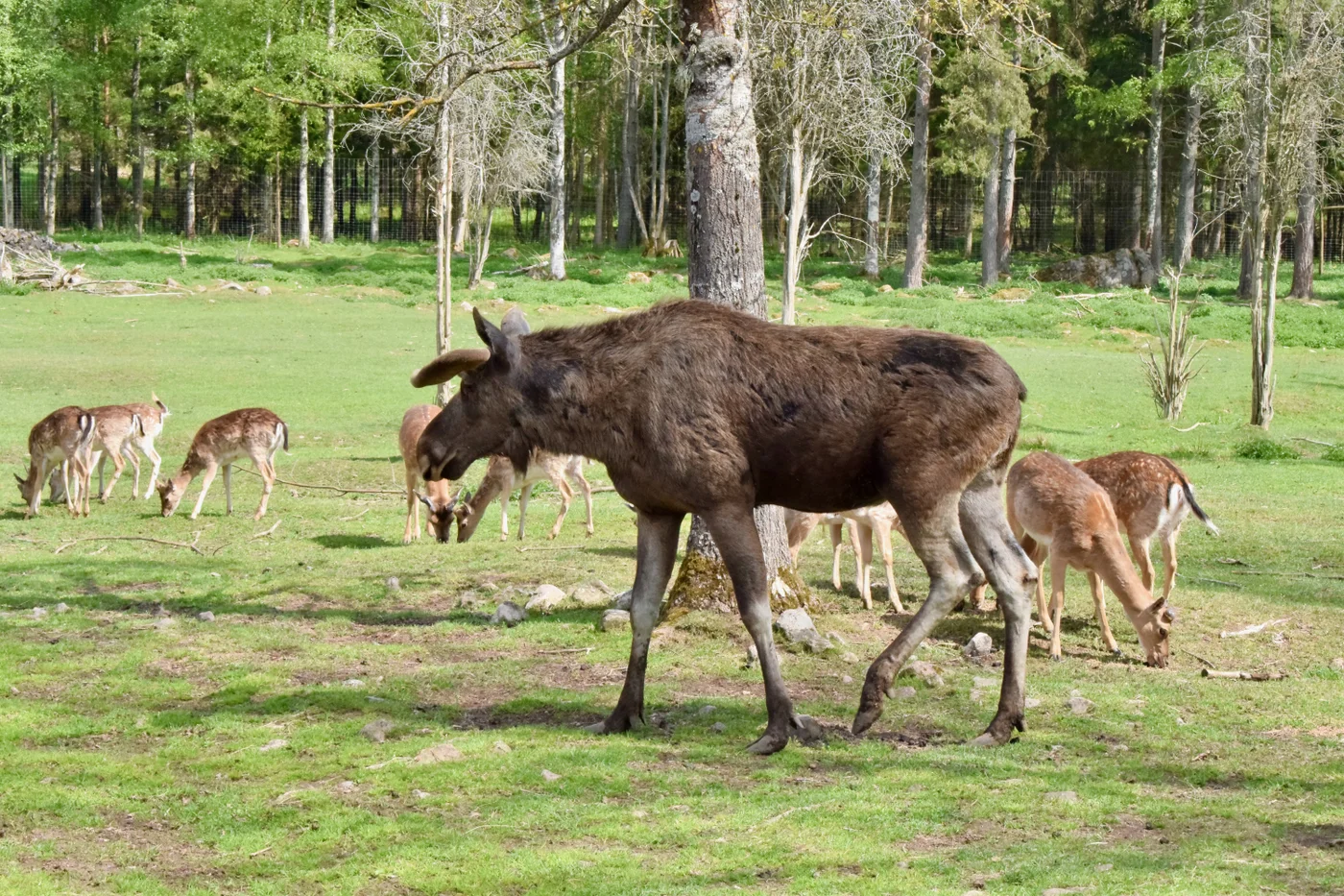 Skullaryds älgpark
