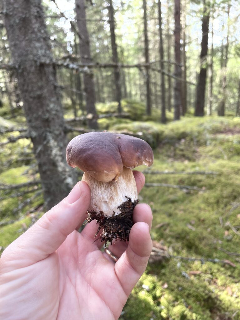 Svamptider